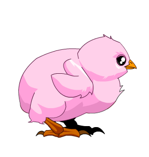 Pink Baby Chick