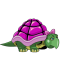 Pink Shell Turtle